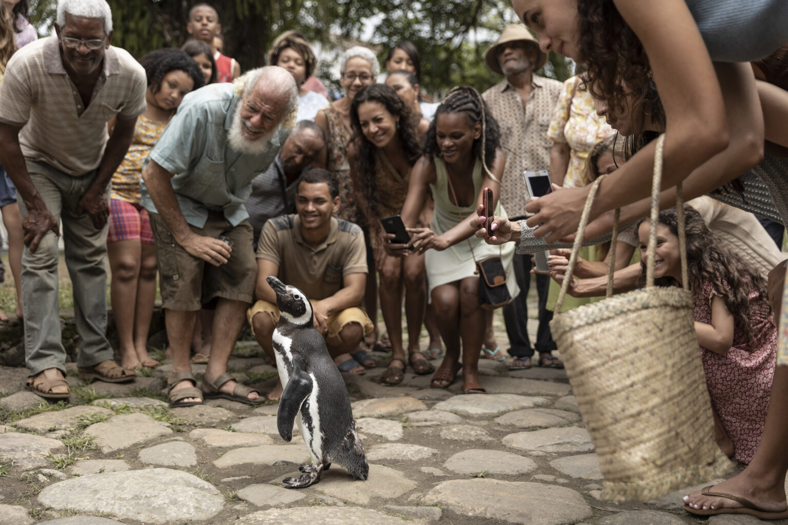 PARATY, SP, BRASIL, 05-10-2022: Dindim is back to the village and all villagers gather and take pictures. Dindim, a young Magellanic penguin, returns to the sea in search of food after the mating season in Patagonia.
After managing to escape the persecution of predators, the dangers of fishing nets, plastics and oil spills that pollute the oceans, he loses his way and ends up on the Brazilian coast very weakened.
With his body covered in oil and badly injured, Dindim is saved by João, an old fisherman who lives in Ilha Grande. An unlikely friendship is born between a man and a penguin who, together, will discover the value of love, family and hope for a better future.
The live-action film will have the narrative told from the point of view of our penguin, Dindim, who reflects, draws conclusions and expresses his affection for the one who saved his life. This gripping story tells of life and death, brotherhood and friendship, and ultimately, how we are all connected as living creatures.
Connected by something bigger than us. (Foto: Adriano Vizoni/Pivô Audiovisual), Showrunner: ; Direção: David Schürmann | DIVULGAÇÃO.